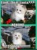 funny-pictures-its-santa-cat.jpg