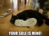 cat-sole.jpg