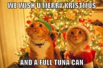 good-tidings-we-bring-to-you-and-your-kitten (1).jpeg